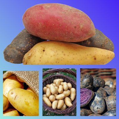 Aktuell Saatkartoffeln