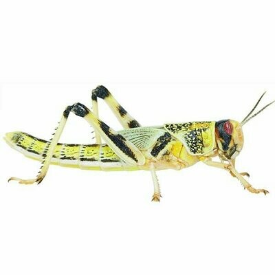 Adult Locust Pre-Pack Tub