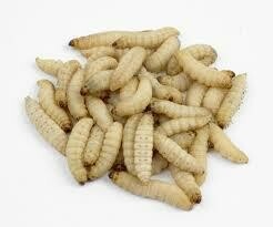 Waxworms 15g