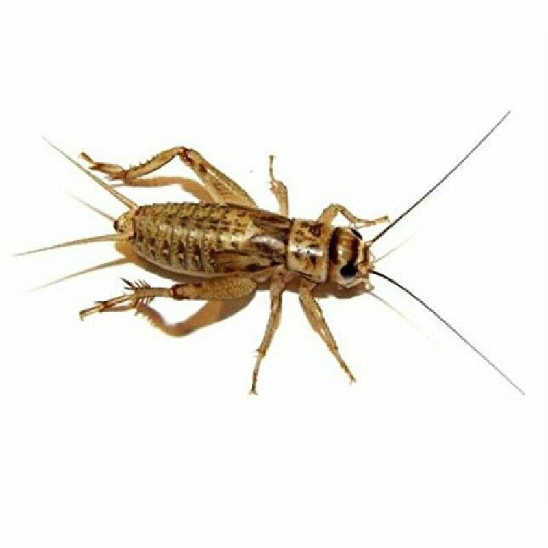 Silent Cricket Medium Pre-Pack Tub