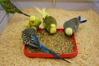 Cage Bird Food