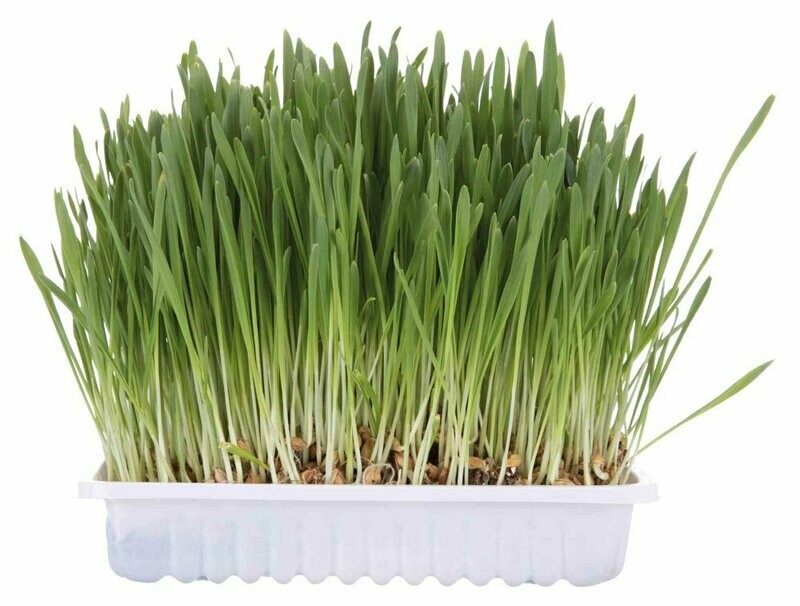 Trixie Cat Grass 100% natural