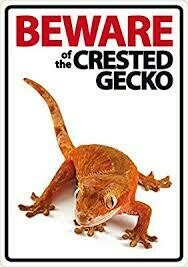 Beware Of The Crested Gecko Plastic Sign