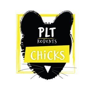Frozen Chicks 10 pack