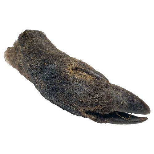 Boar Leg With Hair Single