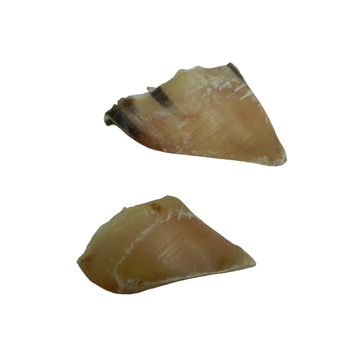 Plain Hoof Single
