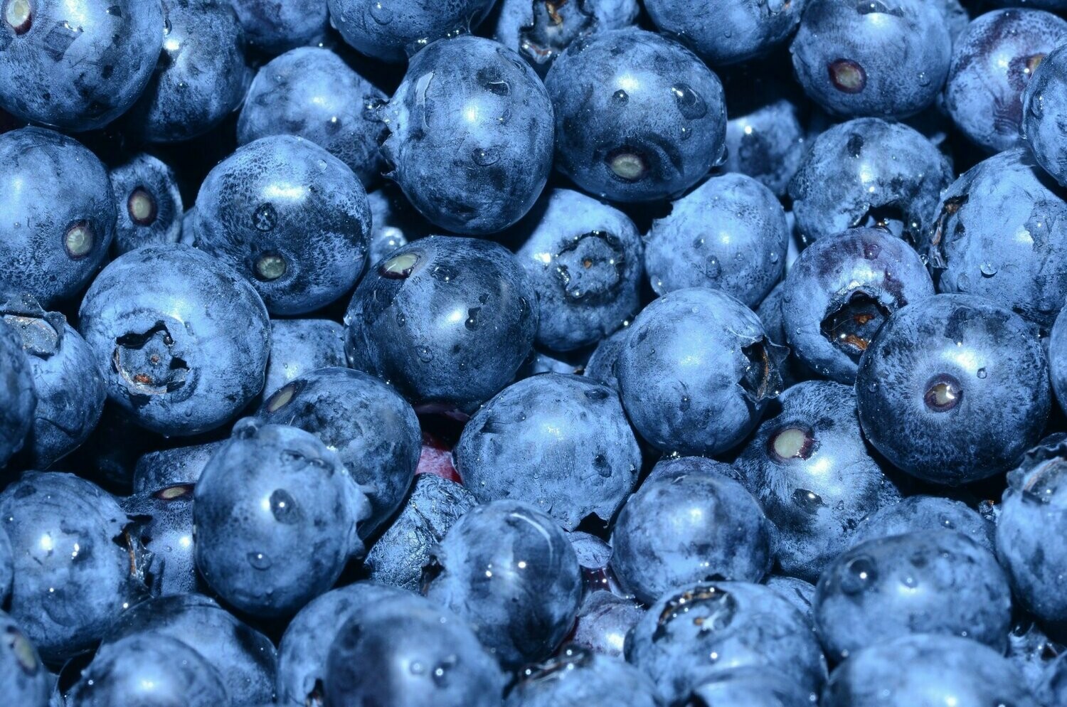 Blueberries by the Pint