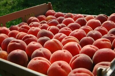 Yellow Peaches 5lbs