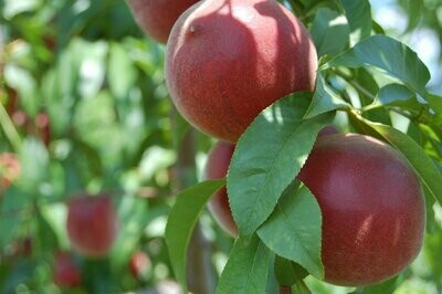 Yellow Peaches 2.5lbs