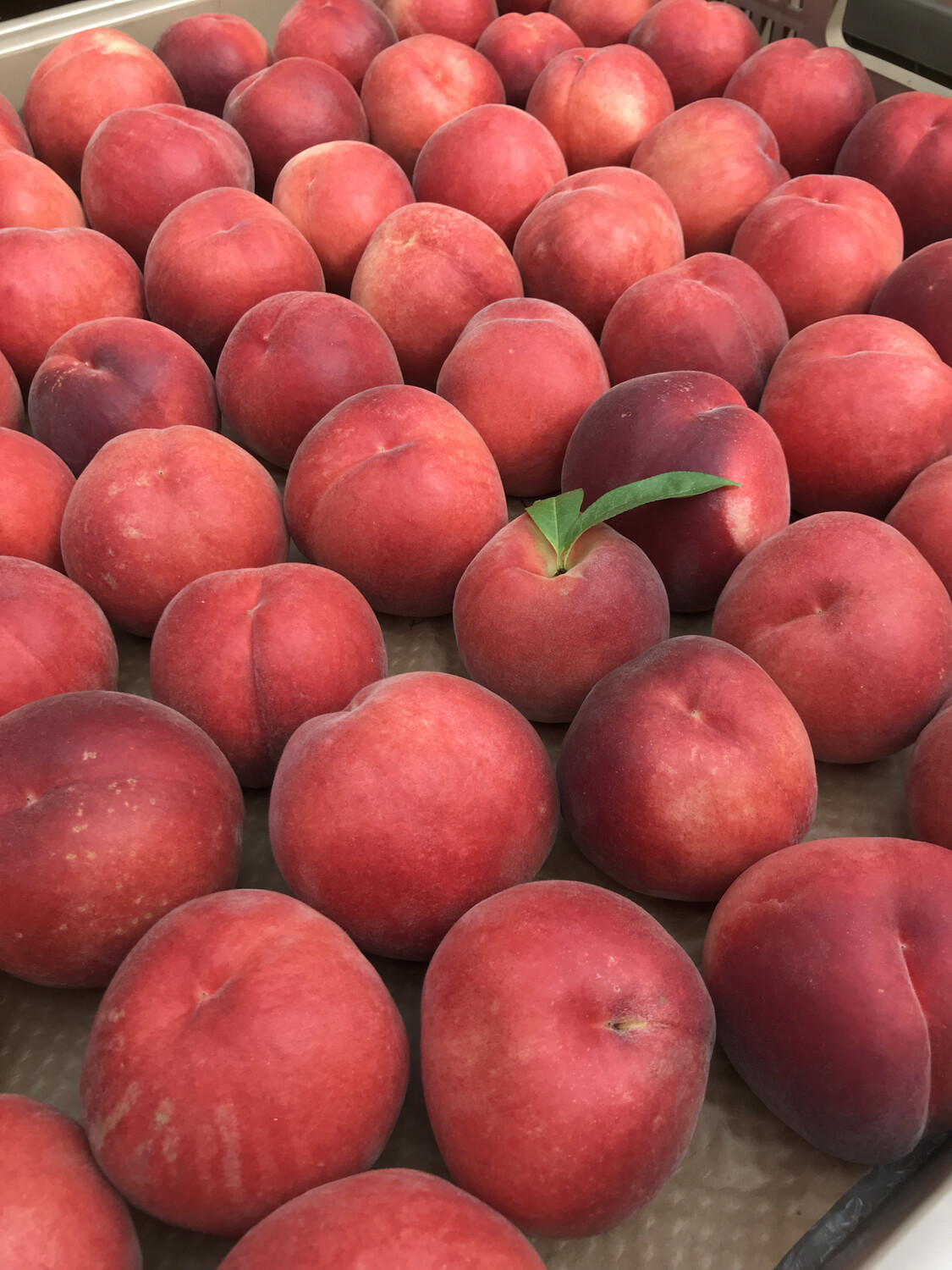 White Peaches 5lbs