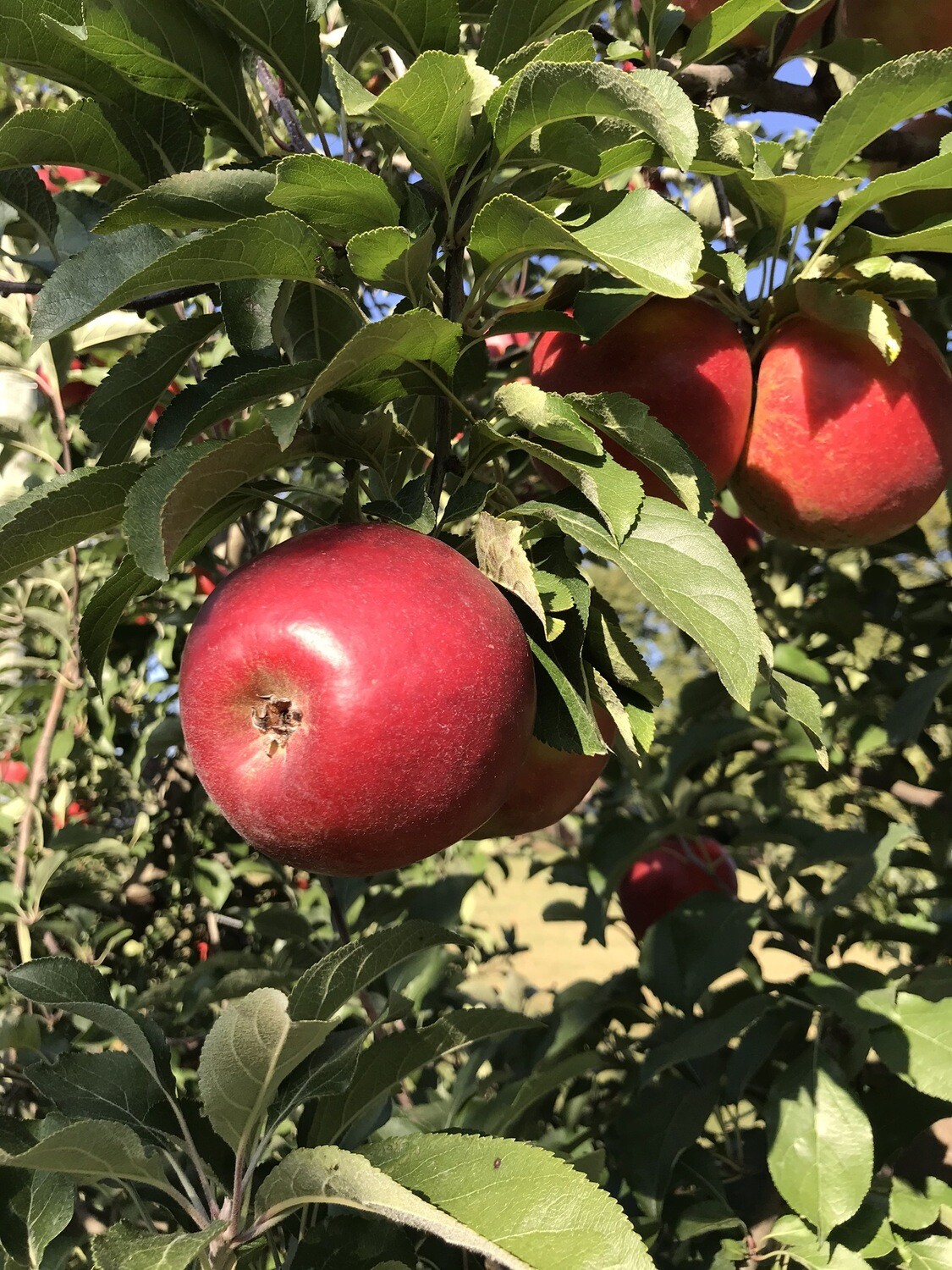 Crimson Crisp Apples