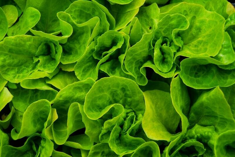 Hydroponic Lettuce - Buttercrunch