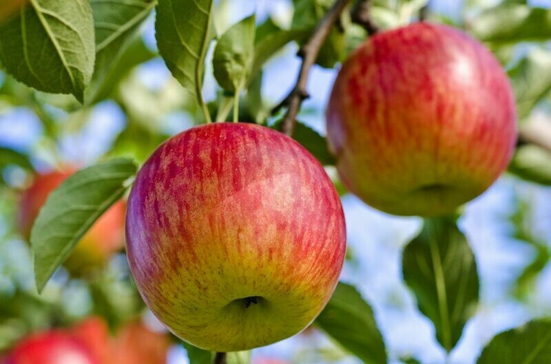 Fuji Apples