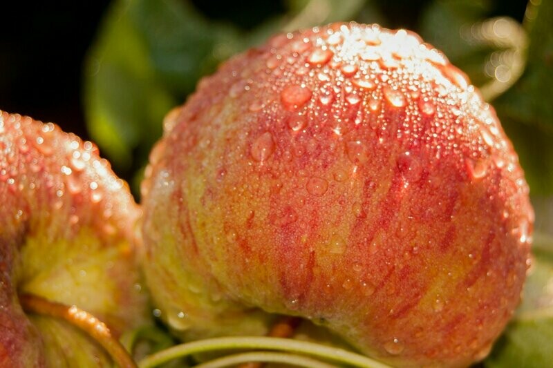 Gala Apples