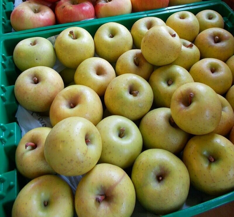 Gold Rush Apples