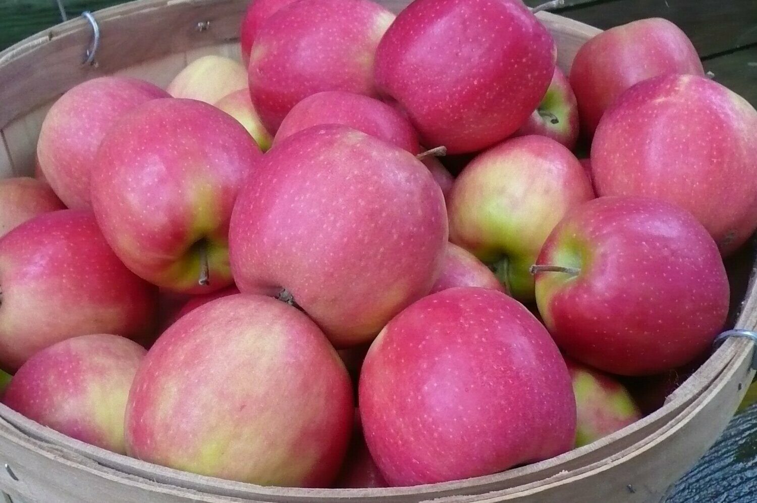 Fresh Pink Lady Apple, Each