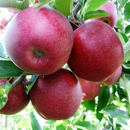 Jonaprince Apples