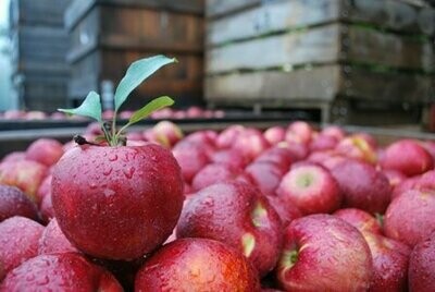 Stayman Winesap Apples