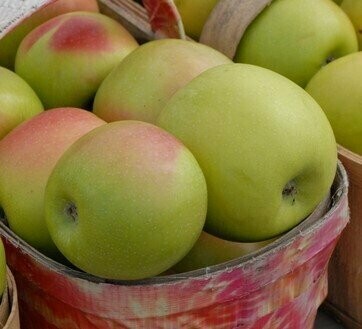 Mutsu Apples
