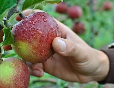 WineCrisp Apples