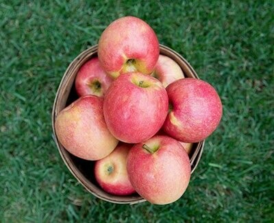 Ludicrisp Apples