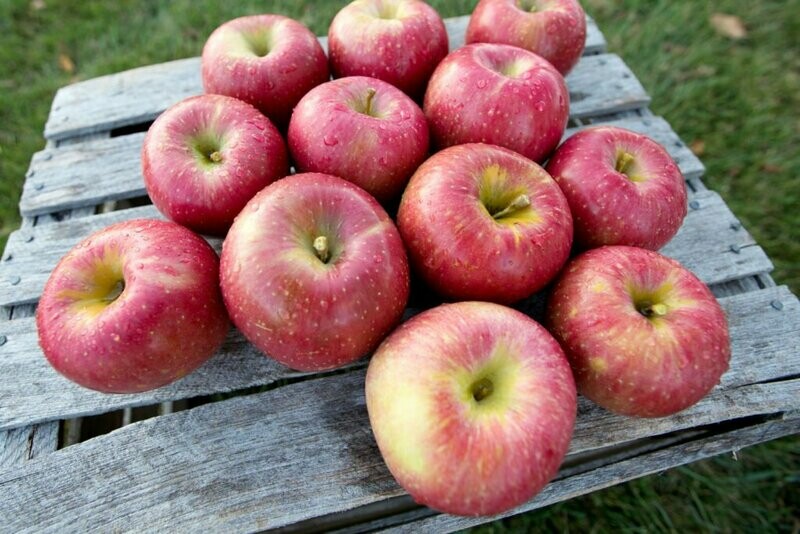 EverCrisp Apples
