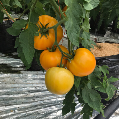 Orange Tomatoes - 5lb bag
