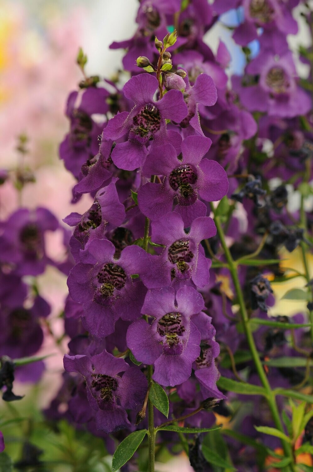 Angelonia Archangel Dark Purple