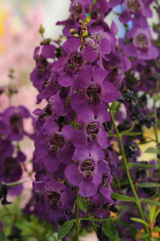 Angelonia Archangel Dark Purple