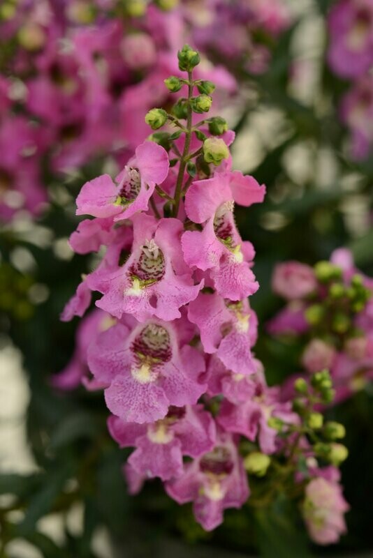 Angelonia Archangel Pink