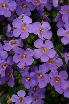 Bacopa MegaCopa Blue