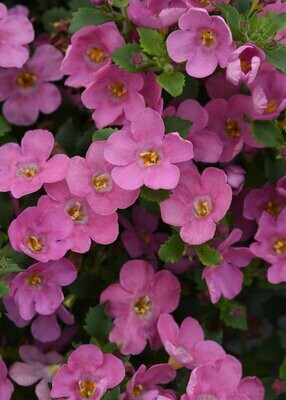 Bacopa MegaCopa Pink