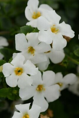 Bacopa MegaCopa White