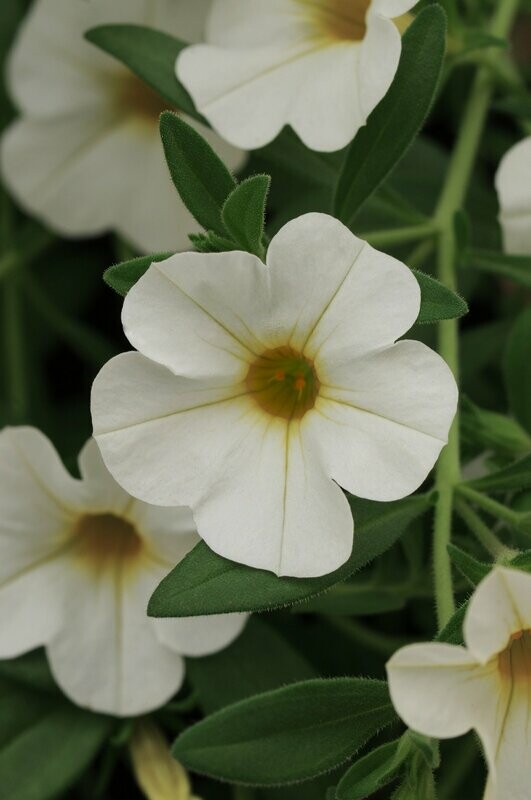 Calibrachoa Cabaret White Pot