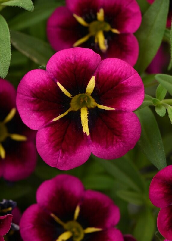 Calibrachoa Cabaret Good Night Kiss Pot