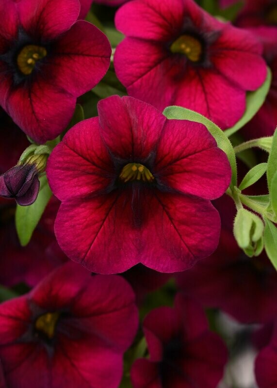 Calibrachoa Cabaret Rose Pot