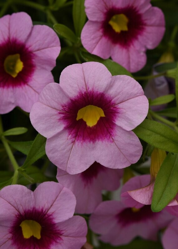 Calibrachoa Cabaret Light Pink Kiss Pot