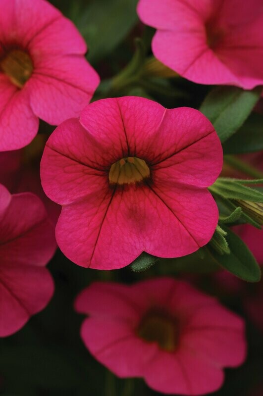 Calibrachoa Cabaret Hot Pink Pot