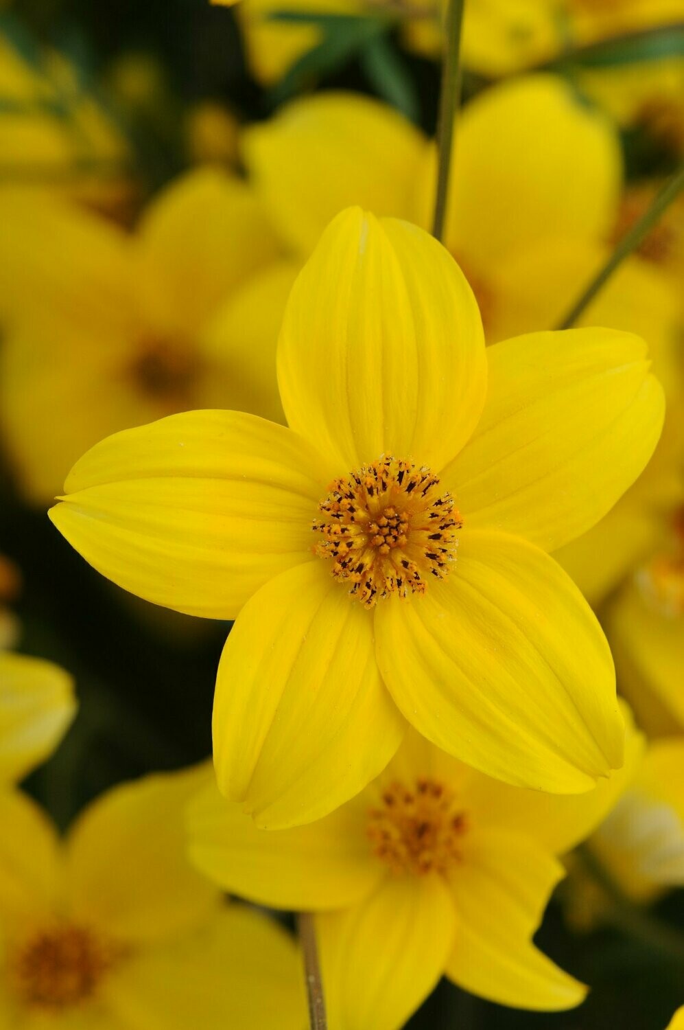 Bidens Namid Early Yellow