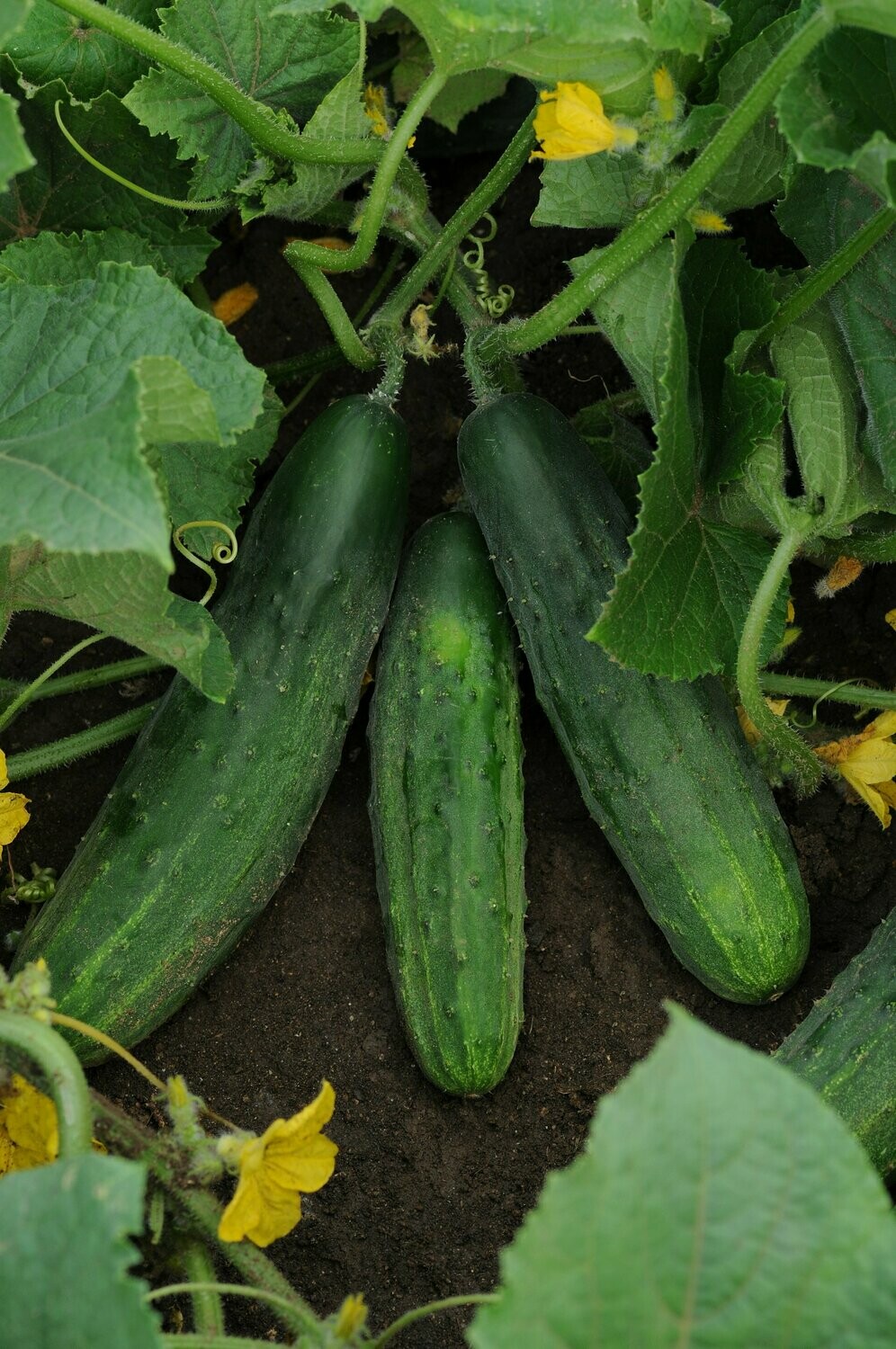 Cucumber Bush Crop