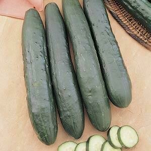 Cucumer Burpless