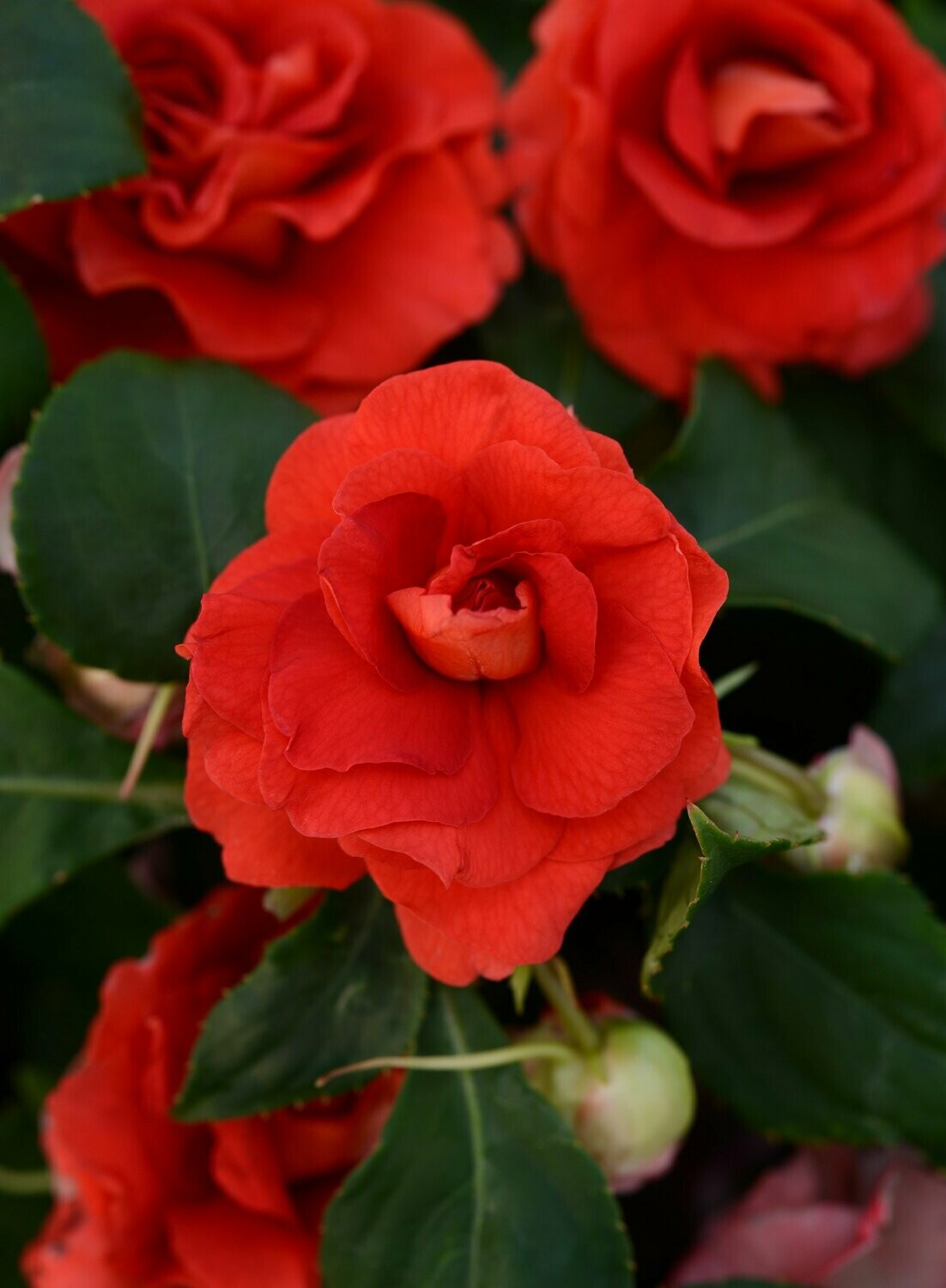 Double Impatiens Fiesta Bonita Cherry Pot