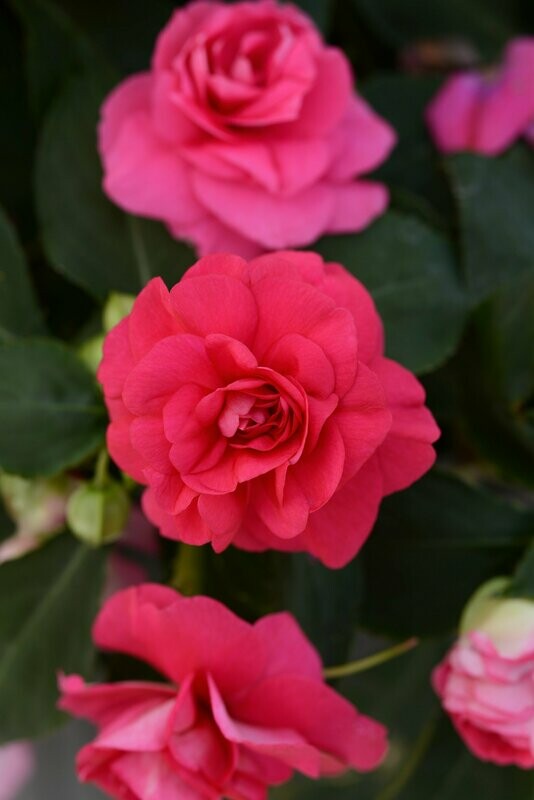 Double Impatiens Fiesta Bonita Rose Pot