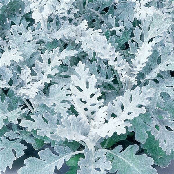 Dusty Miller Silverdust