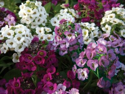 Alyssum