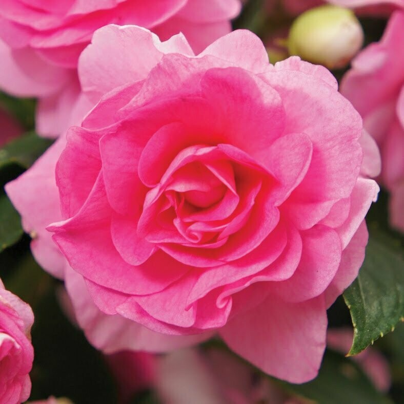 Double Impatiens Fiesta Bonita Pink Pot