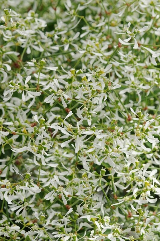 Euphorbia Starblast Snowdrift