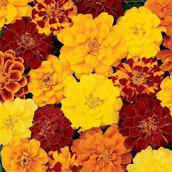 Marigold Durango Mix