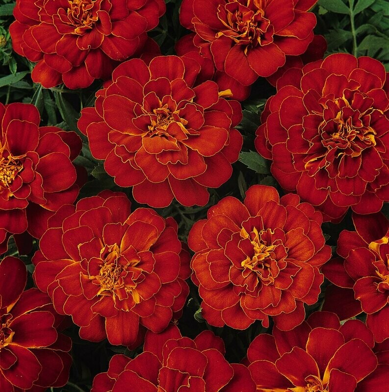 Marigold Durango Red
