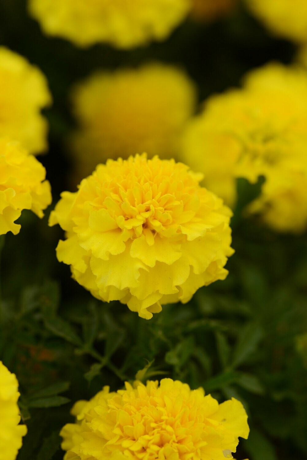Marigold Hot Pak Yellow